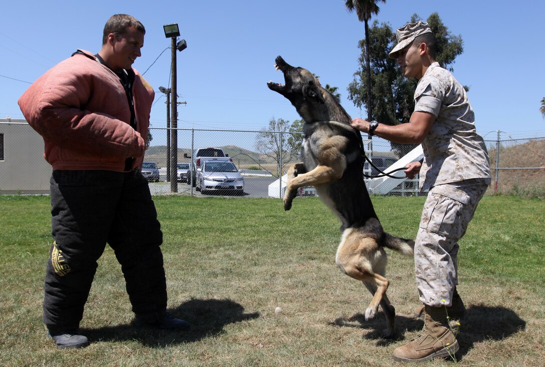 Cpl. Angelo Melendez holds back his K-9 military working dog Rocky during a training exercise, May 3. Rocky is capable of a myriad of skills including bomb-sniffing, Improvised Explosive Device detection and vehicle extraction.