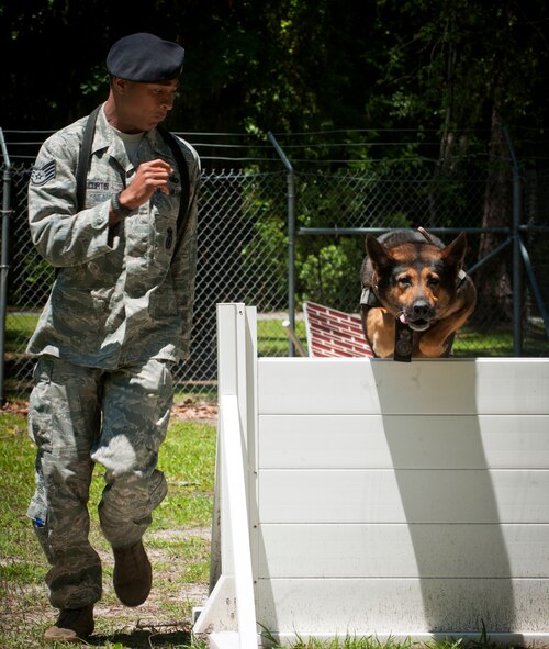 MOODY AIR FORCE BASE, Ga.-- Staff Sgt. Tory Curtis, 23rd Security Force military working dog handler, runs his MWD, Hal, through a canine obstacle course as U.S. Air Force Academy cadets look on during their base visit April 29. The canine unit gave the cadets a demonstration on how well the MWDs listen to their handlers and showed the bond between handler and canine. (U.S. Air Force photo/Airman 1st Class Benjamin Wiseman)(RELEASED)