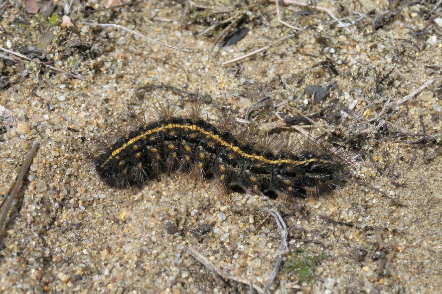 Nine members of Massachusetts Butterfly Club surveyed on base April 29.
They found the caterpillar of the grammia phyllira tiger moth, which is
listed by Mass. conservation officials as endangered.  Westover and the
immediate area is the only place in the state it is found.  They also found
149 rare frosted elfin butterflies, common tiger beetles and a common snake.
Westover's Natural/Cultural Resources Manager, Andrew Milroy, led the tour. (courtesy photo/M.W. Nelson)