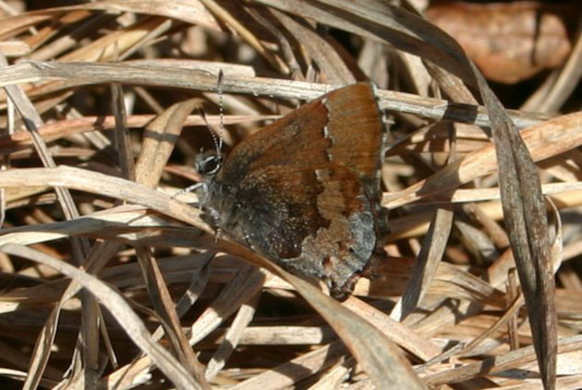 Nine members of Massachusetts Butterfly Club surveyed on base April 29.
They found the caterpillar of the grammia phyllira tiger moth, which is
listed by Mass. conservation officials as endangered.  Westover and the
immediate area is the only place in the state it is found.  They also found
149 rare frosted elfin butterflies, common tiger beetles and a common snake.
Westover's Natural/Cultural Resources Manager, Andrew Milroy, led the tour. (courtesy photo/K. Barry)