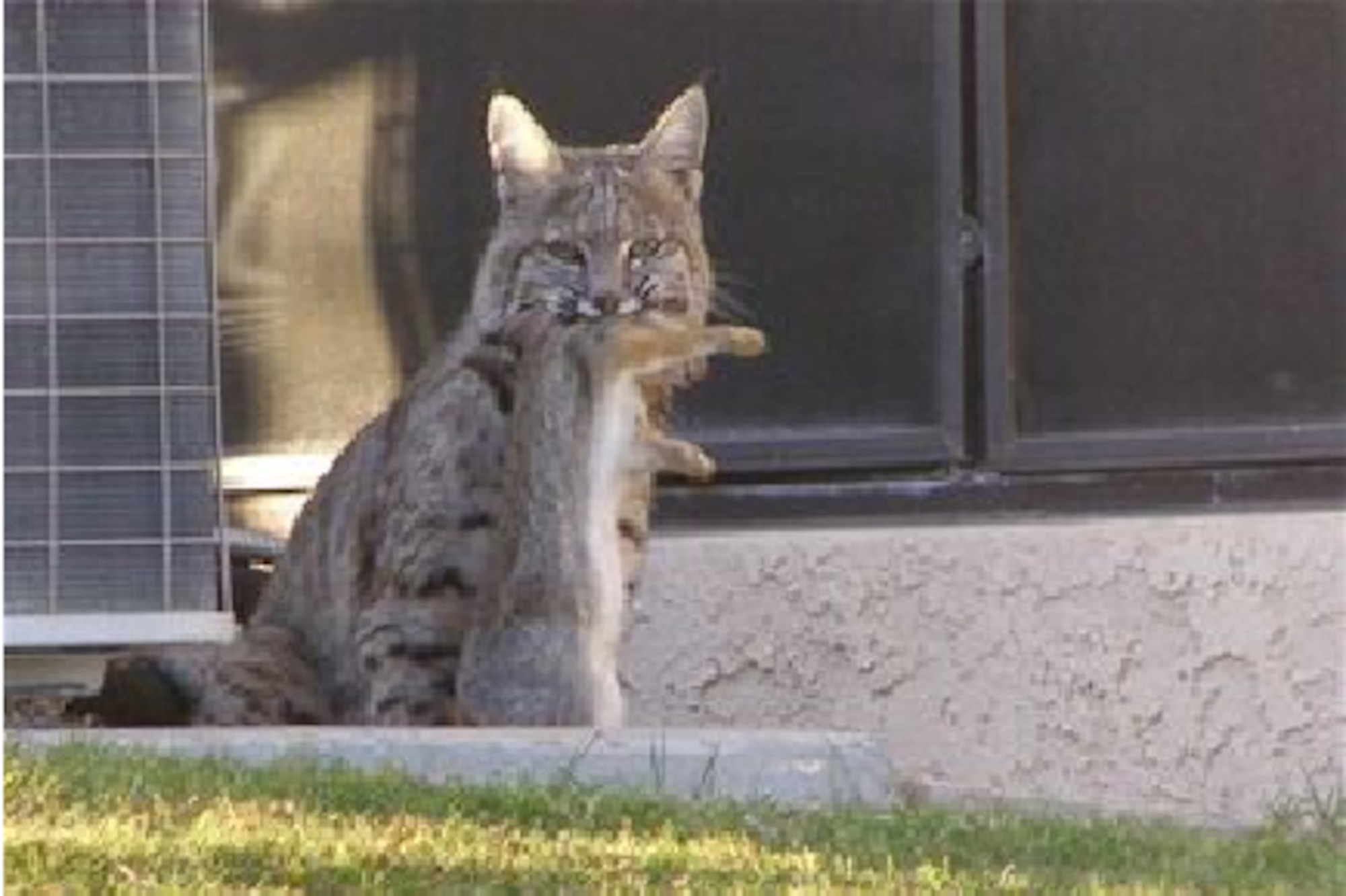 A bobcat displays its kill after running down a rabbit on base. Bobcats typically prey on various rodents and small birds, but are capable of taking down animals as large as deer. When an urban area like base housing has readily available water and food sources, bobcats and other wild animals will enter neighborhoods to obtain food, posing a danger to pets and people. (Courtesy photo)