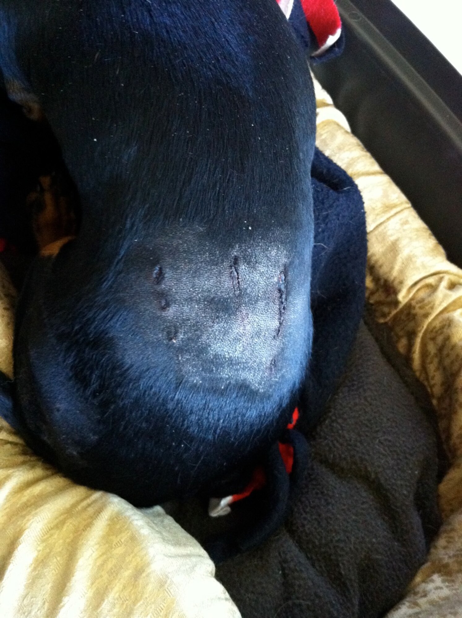 A bobcat left its mark on Lily, a dachshund, after an attack in Tamarisk Plains April 26. Since the beginning of April, four reports of bobcat attacks have occurred on base. There are numerous precautions residents can take to deter wild animals from preying on base pets. (Courtesy photo by 1st Lt. Timothy Pierce)
