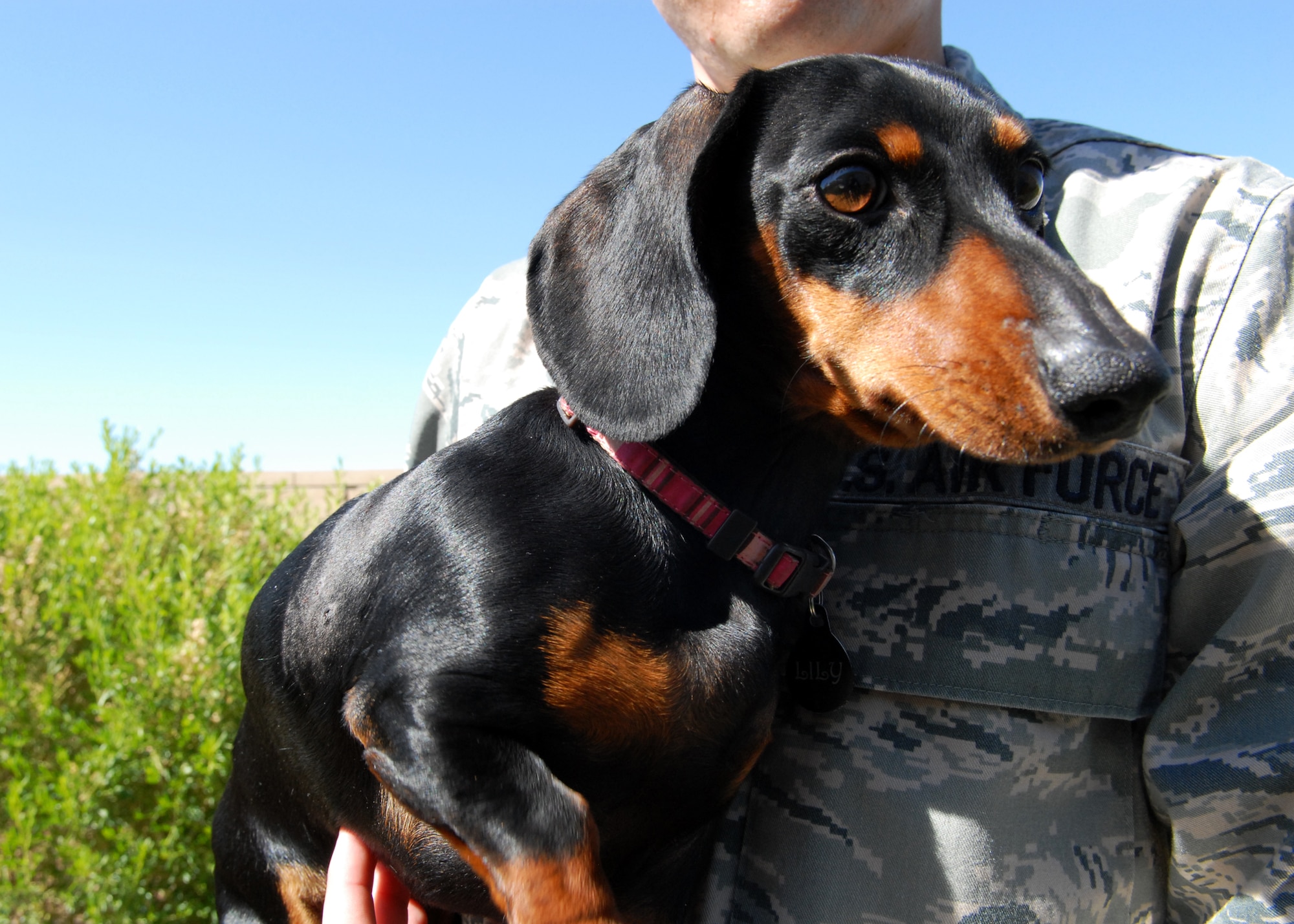 Lily, a dachshund and base pet, recovers nicely after an encounter with a bobcat in her own backyard. The bobcat, which has become too comfortable around base housing areas, leapt over 1st Lt. Timothy Pierce’s backyard wall in Tamarisk Plains and attacked Lily before being scared off. The threat posed by wild animals to pets in base housing areas can be minimized when residents adhere to certain precautions. (Air Force photo by Kate Blais)