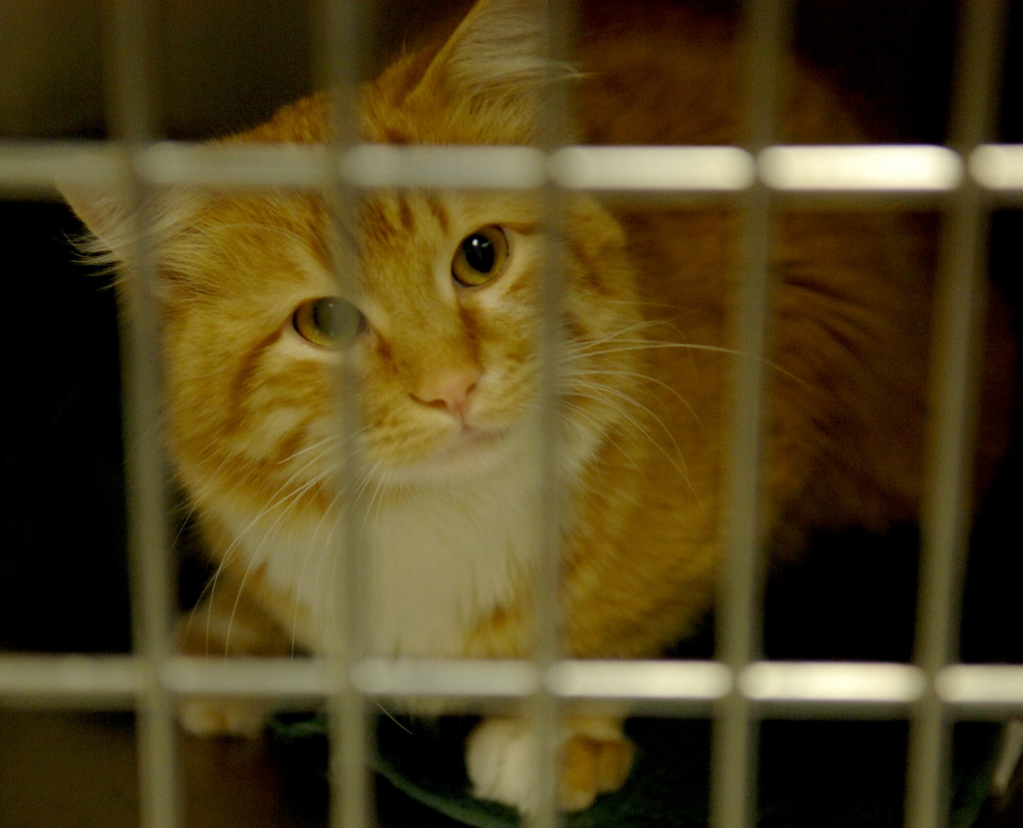 Tigger peeks out of his kennel at the Veterinary Clinic on Ellsworth Air Force Base, S.D., May 5, 2011. Animals like Tigger are able to receive a rattlesnake vaccine from the clinic, which could mean the difference between life and death, if bitten. (U.S. Air Force photo by Senior Airman Jarad A. Denton)