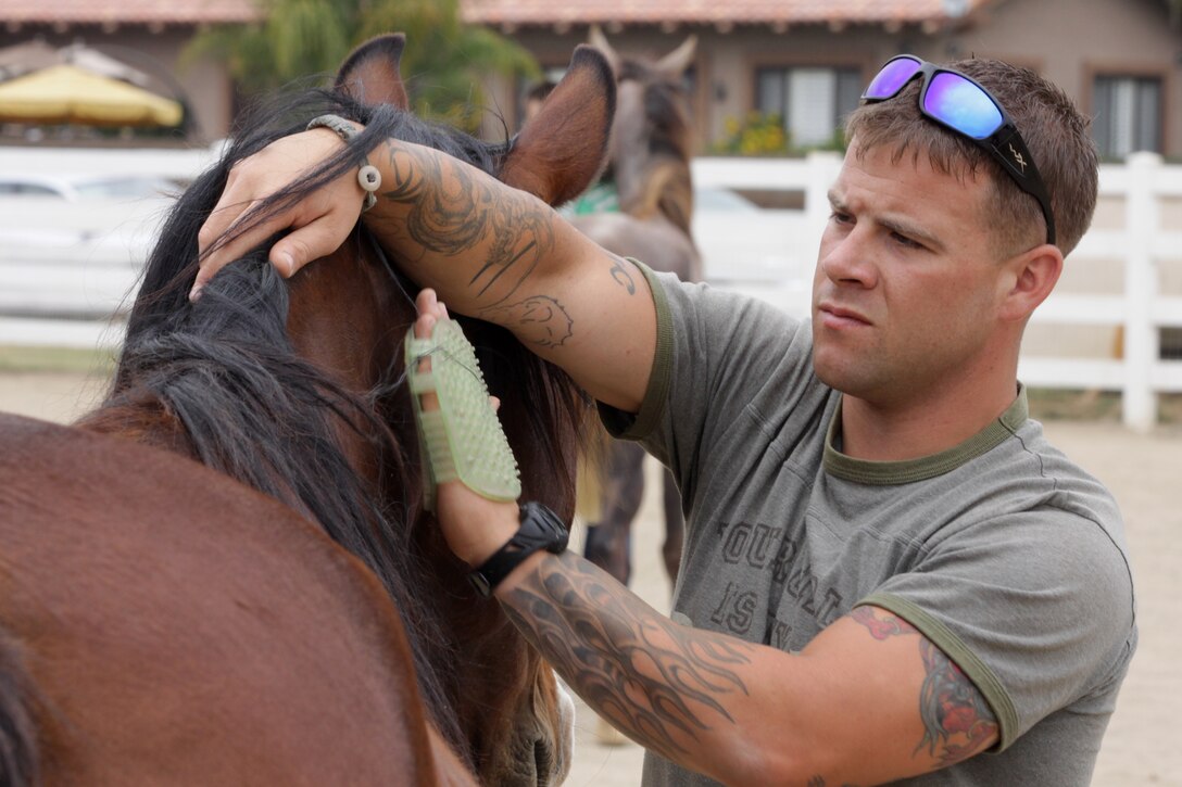 Sgt. Nicholas Hanes, a platoon sergeant in Combat Logistics Regiment 1 Motor Transportation, brushes the hair of a Polish Arabian horse during the unit’s visit to the Pegasus Rising Project Ranch, May 13. During the service member’s visit to the Pegasus Rising Project Ranch, they helped uncover old paths to the ranch, cleaned stables, and repaired fencing.