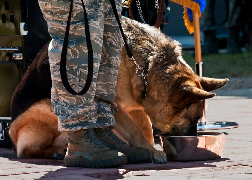 Bak, a retired military working dog, receives a congratulatory meal during the during the MWD memorial ceremony May 17 at the Air Armament Museum.  Bak, who served two deployments in Iraq and Afghanistan, retired in March and was adopted by Tech. Sgt. Rebecca Lind, 1st Special Operations Security Forces Squadron.  The ceremony was just one of the events happened for Police Week.  (U.S. Air Force photo/Samuel King Jr.)