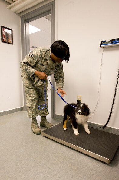 Staff Sgt. Kimberly Oguinn, 436th Aerial Port Squadron unit deployment manager, sets Remington Steel, an Australian Sheppard, onto a scale to be weighed May 17, 2011, at the Dover Air Force Base, Del., Veterinary Clinic. Preventative care is important to prevent flea and tick infestations and helps ensure proper pet health during the summer. (U.S. Air Force photo by Steve Kotecki)