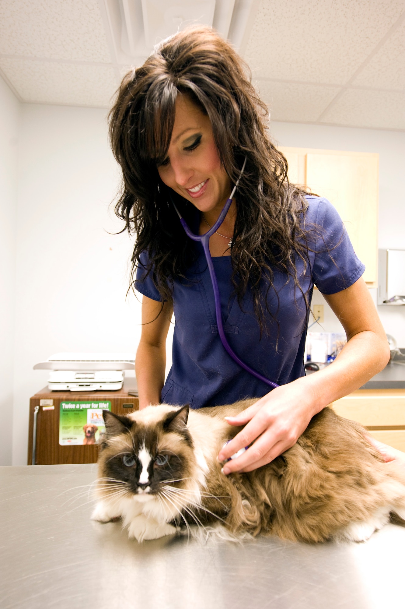 Carrie Richey, 436th Force Support Squadron veterinary technician, performs a routine checkup on Bella, the Ragdoll cat, May 17, 2011, at the Dover Air Force Base, Del., Veterinary Clinic. Routine checkups are important for pet health and should be performed at least twice a year. (U.S. Air Force photo by Steve Kotecki)