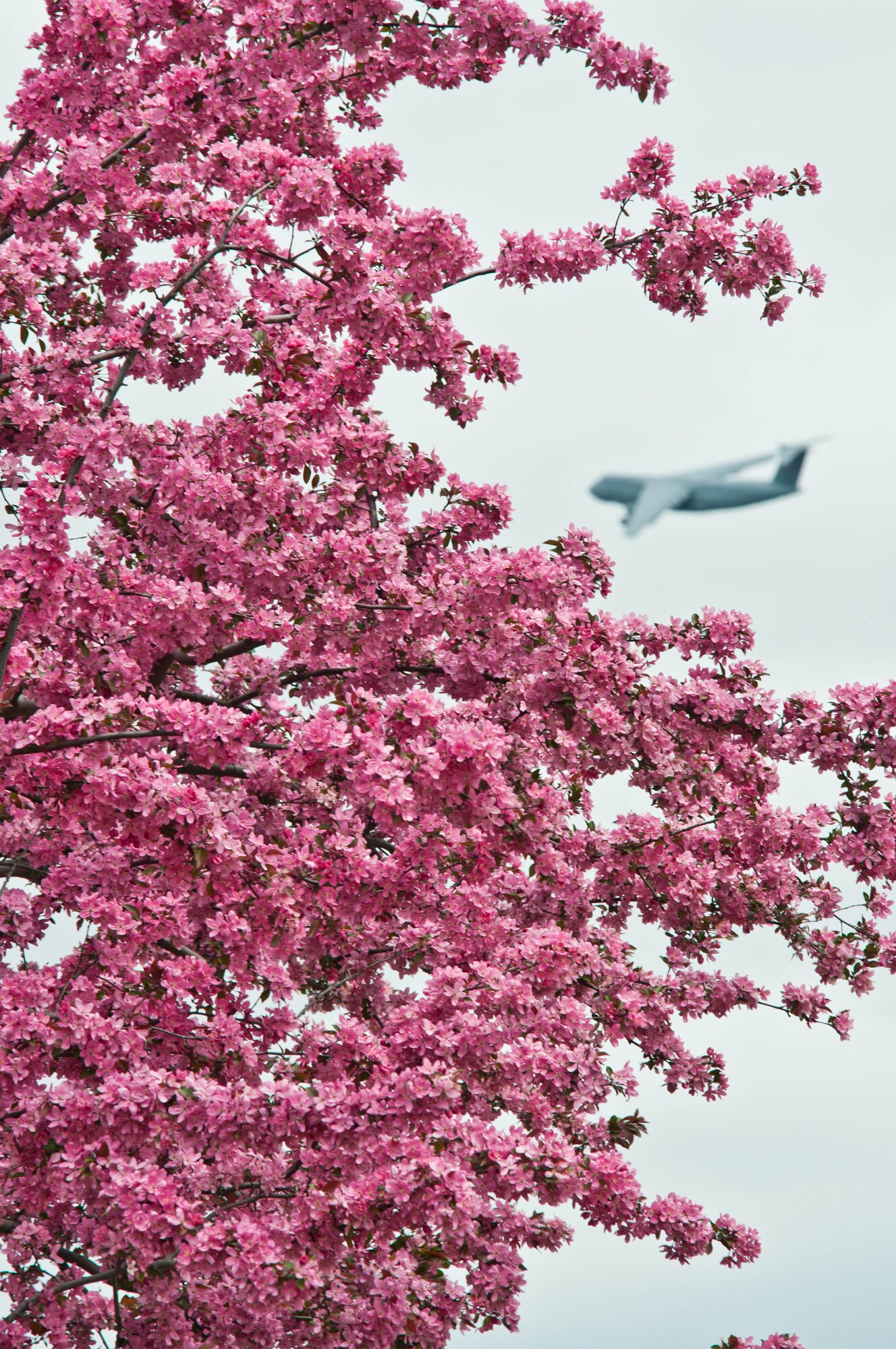 The bright pink blossoms found all throughout Westover ARB are a nice contrast to the white snow that blanketed Westover this past winter. The bright color is a refreshing reminder that spring has sprung. (courtesy photo/W.C.Pope)