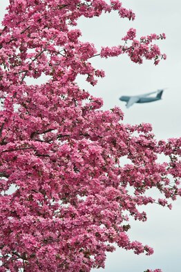 The bright pink blossoms found all throughout Westover ARB are a nice contrast to the white snow that blanketed Westover this past winter. The bright color is a refreshing reminder that spring has sprung. (courtesy photo/W.C.Pope)