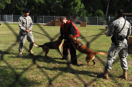 Dog handlers from the 628th Security Forces Squadron put on a working dog demonstration for K-9 handler veterans on Joint Base Charleston, May 14. The 50th Air Police, stationed at Hahn Air  Base, Germany during the 60's visited the JB CHS kennel as part of their 50-year reunion. (U.S. Air Force photo/ Staff Sgt. Nicole Mickle)