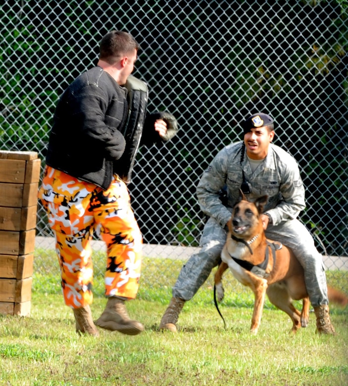 Senior Airman Joel Patterson taunts military working dog, Ardon, while Ardon's  handler, Staff Sgt. Fanzel Mushi maintains a tight hold during a working dog demonstration on Joint Base Charleston, May 14. Airman Patterson and Sergeant Munshi, dog handlers assigned to the 628th Security Force Squadron, provided the demonstration and tour of the JB CHS kennels to a group of veteran K-9 handlers who were in Charleston celebrating their 50-year reunion. The demonstration highlighted the  advancements made in the training and utilization of military working dogs. (U.S. Air Force photo/Staff Sgt. Nicole Mickle)  (Released)