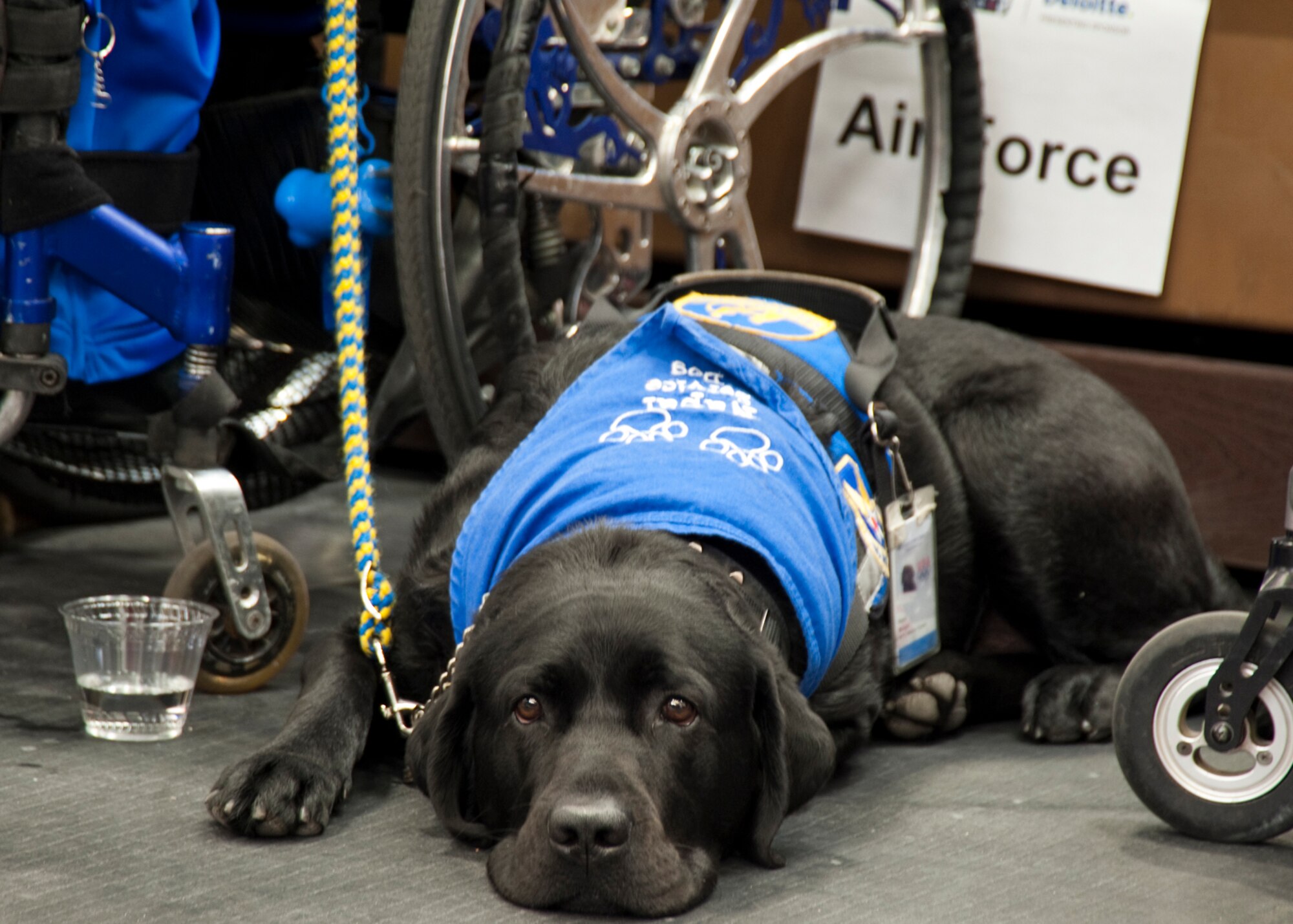 Retired Staff Sgt. Jason Morgan's dog Nepal waits patiently for the 2011 Warrior Games opening ceremony to begin May 16, 2011, at the U.S. Olympic Training Center in Colorado Springs, Colo. Sergeant Morgan is a member of the Air Force team.  (U.S. Air Force photo/Staff Sgt. J. Paul Croxon)