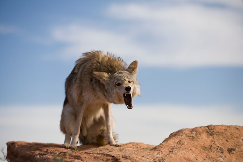 High Desert Predators We Are Not Your Friends Edwards Air Force Base 