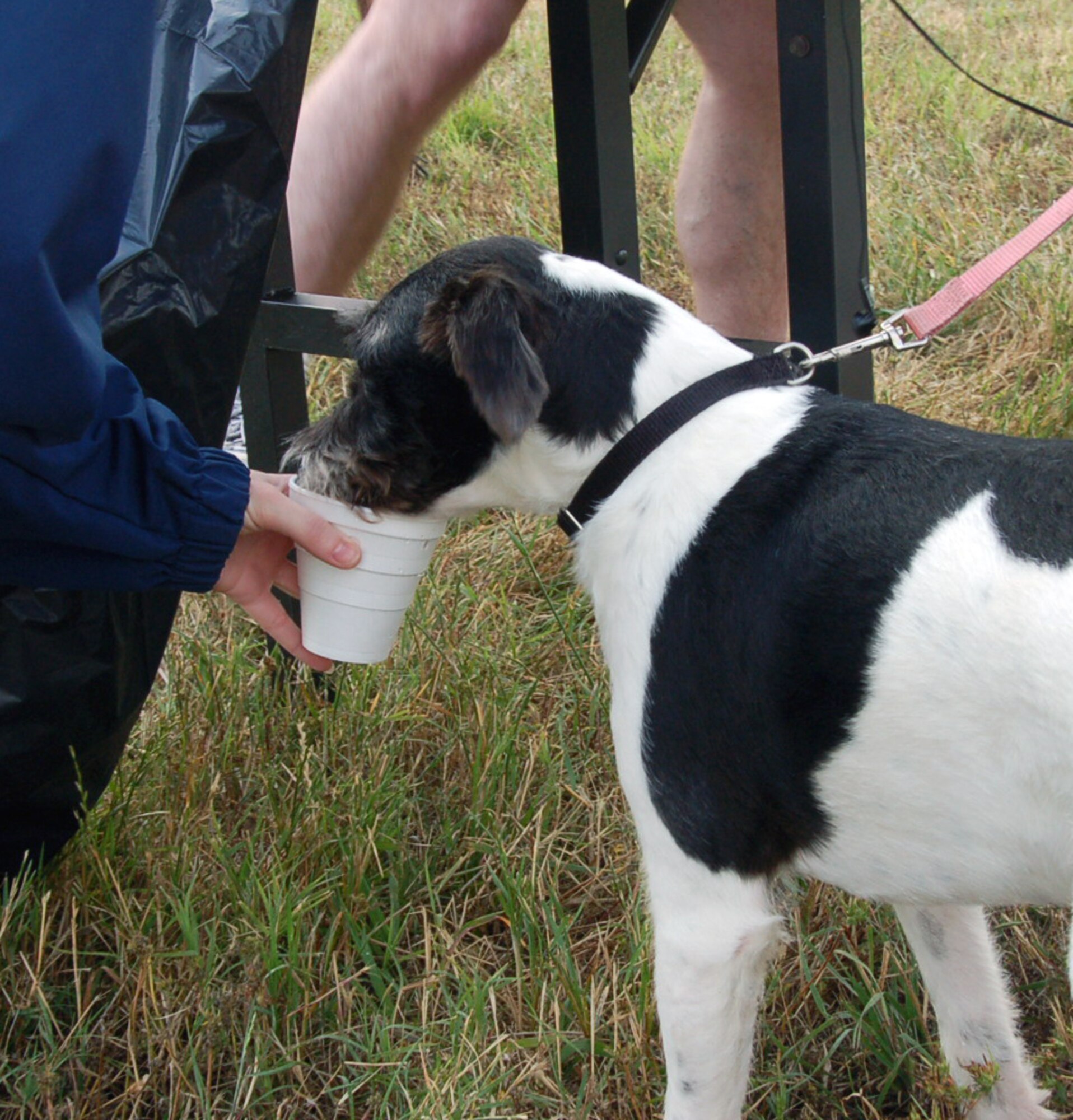 BARKSDALE AIR FORCE BASE, La. – Tech. Sgt. Amanda Bradley, 608th Air Communications Squadron, gives Staff Sgt. Jessica Charlton’s dog, Vinny, water at the water station halfway through the Eighth Air Force 5K Fun Run May 18. The Mighty Eighth held the run in conjunction with the upcoming Eighth Air Force change of command. (U.S. Air Force photo by Staff Sgt. Brian Stives)