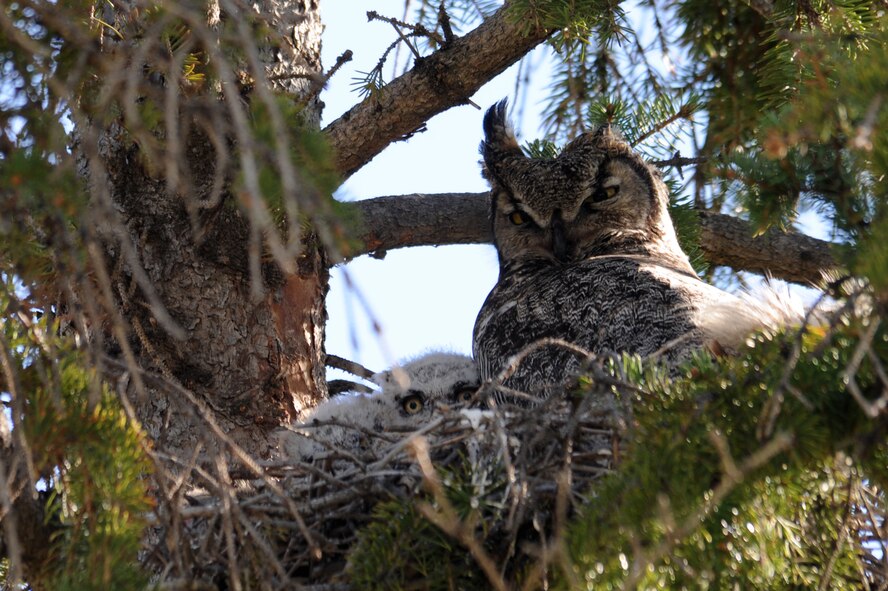 MINOT AIR FORCE BASE, N.D. -- A Great Horned Owl nests along his young ones here in a local Minot Air Force Base neighborhood May 16. Owls like these tend to use abandoned hawk, eagle, or crow nests as shelter, but will also nest in caves, hollow trees, and even at ground levels. In North Dakota, great horned owls begin their nesting as early as February and quite often form nests in small groups of trees. Neighborhood members have expressed these owls have helped diminish mice and rat infestations. (U.S. Air Force photo/Airman 1st Class Jose L. Hernandez)
