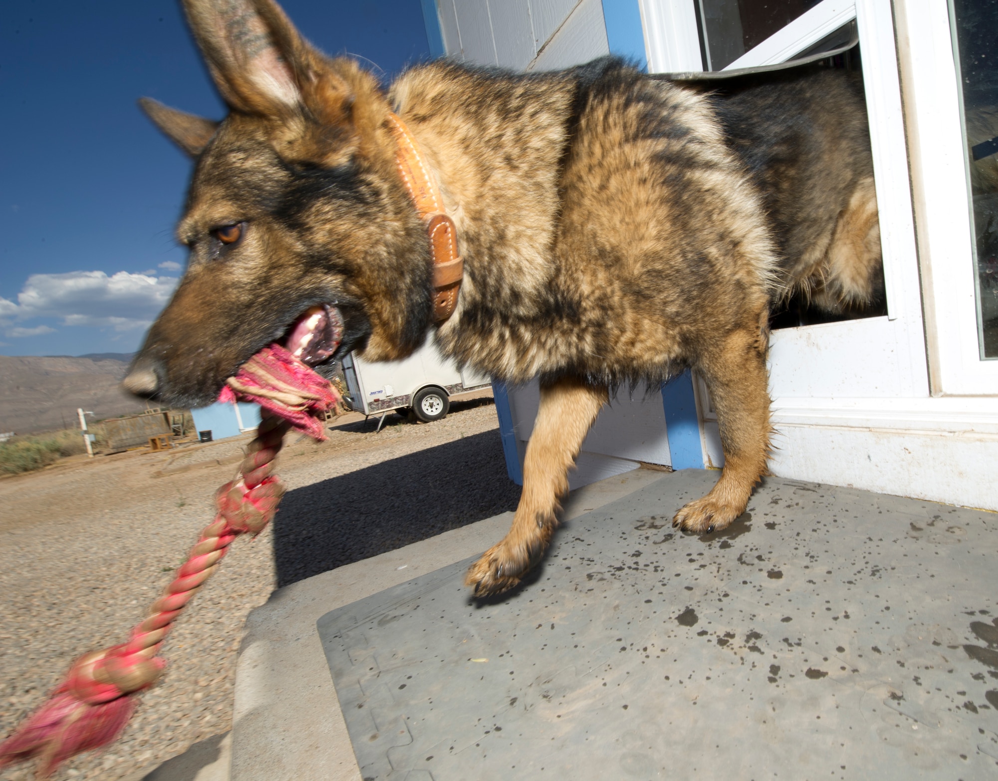 ALAMOGORDO, N.M. – Bill, a retired military working dog, runs out the doggy door of his new home May 5, 2011. The prior military canine was recently adopted by Lt. Col. Jeff Krienke, 49th Wing Safety chief, and his wife, Debbie. In his military career, Bill has been on two deployments as an explosive detector dog and his records show at least four real-world finds. Today, he is living out his “retirement” as a normal dog and pet. (U.S. Air Force photo by Senior Airman Sondra Escutia/Released) 