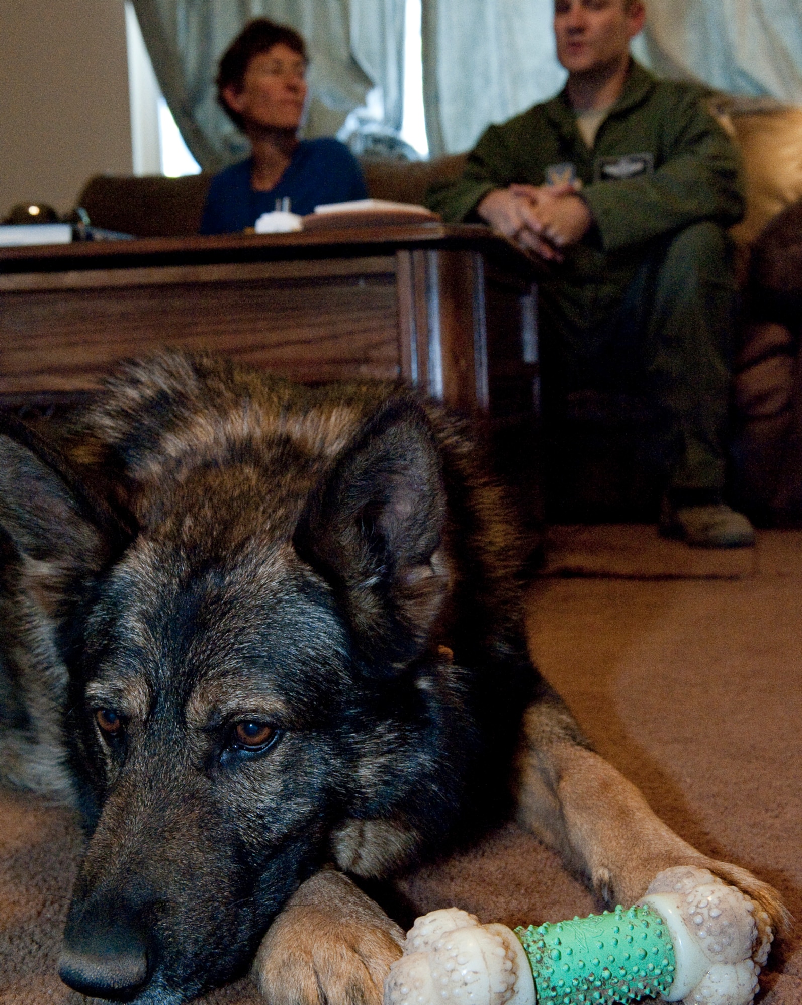 HOLLOMAN AIR FORCE BASE, N.M. -- Bill, formerly known as Military Working Dog Bill J149, relaxes in the living room of his new home, May 5, 2011. After serving seven years as a prior military canine, Bill was recently adopted by Lt. Col. Jeff Krienke, 49th Wing Safety chief, and his wife, Debbie. Bill now gets a chance to hang his “boots” and relax as part of a family. (U.S. Air Force photo by Senior Airman Veronica Stamps/Released)