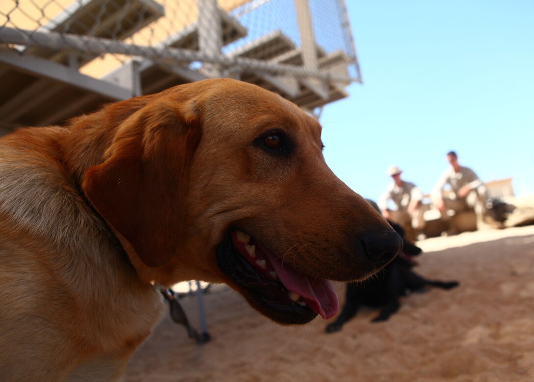 A bomb-detecting dog with 1st Battalion, 6th Marine Regiment, 2nd Marine Division, rests after running an improvised explosive device detection course with her handler at Marine Corps Base 29 Palms, Calif., May 22, 2011. The dog handlers participated in Enhanced Mojave Viper, a large-scale predeployment training exercise, in order to hone their skills prior to the unit's upcoming deployment, when the teams will be used to seek out IEDs and bomb-making materials.