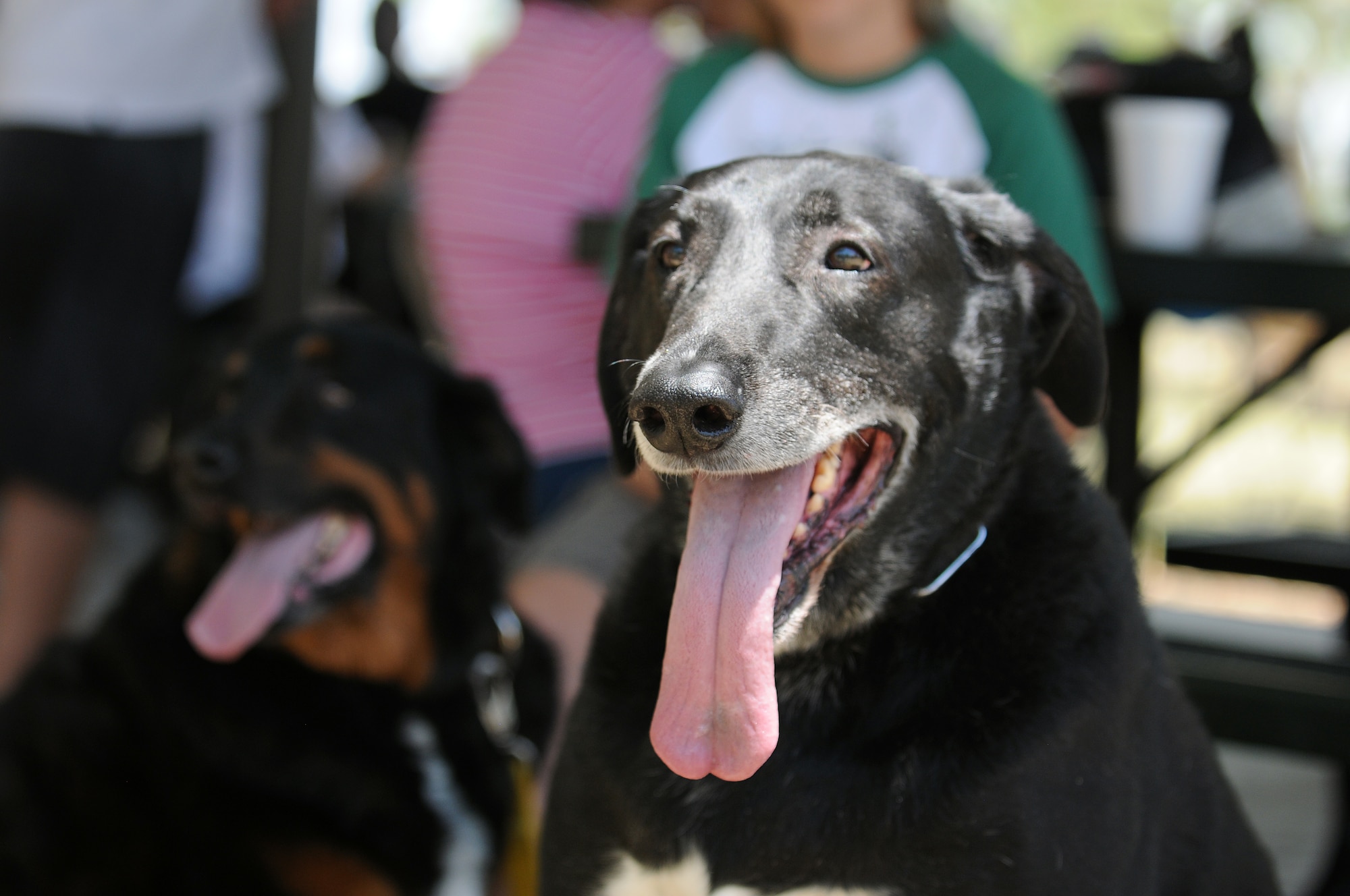 GOODFELLOW AIR FORCE BASE, Texas -- Max (right) along with his brother Jaxx (left) enjoy festivities at Goodfellow's Recreation Camp May 21. The San Angelo community sponsored the 6th annual Goodfellow Appreciation Day and provided food, fun and activities to Team Goodfellow. (U.S. Air Force photo/Staff Sgt. Heather L Rodgers)
