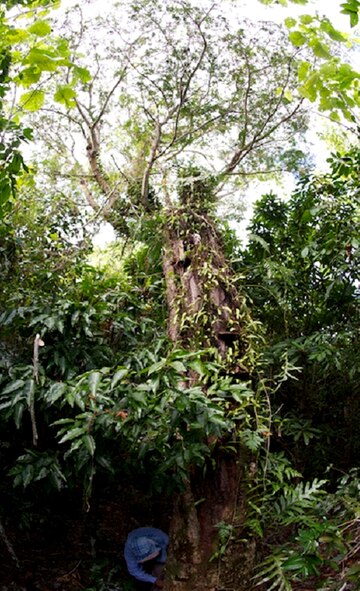 After the discovery of two World War II era bombs at Northwest Field here
the protection of the island's last known mature Serianthes Nelsonii tree
became an immediate concern. Members of the 36th Wing and local agencies
took action to safely detonate the explosives while ensuring the endangered
species remain intact. (U.S. Air Force Courtesy Photo)

