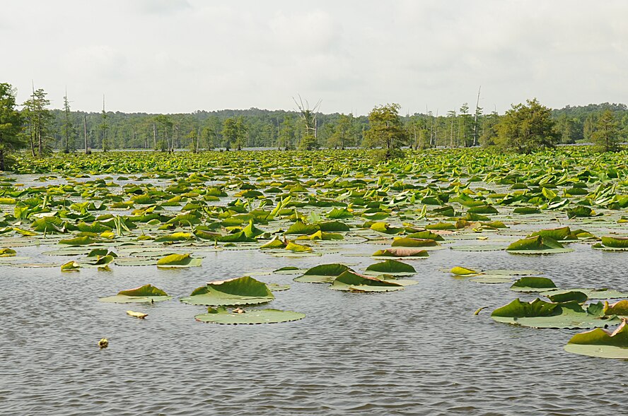 Lily pads grow in Flag Lake on Barksdale Air Force Base, La. The Natural Resources office monitors the density of the lillies throughout the year as they can infest slow-moving bodies of water and are difficult to eradicate.(U.S. Air Force photo/Senior Airman Kristin High)(RELEASED)