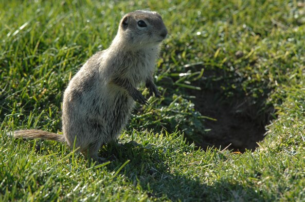 MOUNTAIN HOME AIR FORCE BASE, Idaho – A Piute ground squirrel, commonly referred to as a “whistle pig,” scans the horizon, on the fairways of the Silver Sage Golf Course for possible predators here May 24. MHAFB creates an oasis for these ground squirrels due to an abundance of food and few natural predators. (U.S. Air Force photo by Airman Shane M. Phipps)