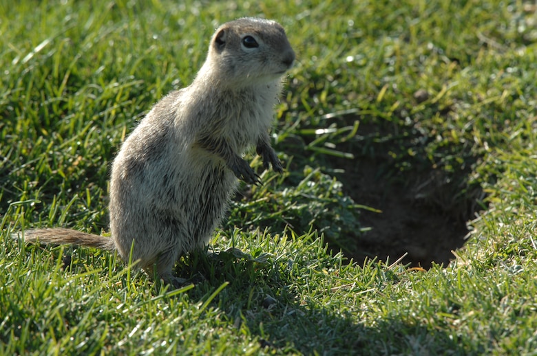 Public Health Prevention Tip: Treasure Valley Ground Squirrel Tests