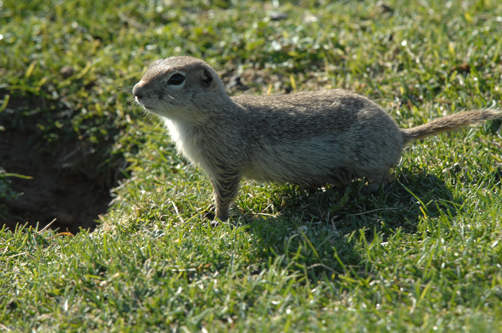 MOUNTAIN HOME AIR FORCE BASE, Idaho – A Piute ground squirrel, commonly referred to as a “whistle pig,” takes a break from grazing on the lush grass encompassing the fairways of the Silver Sage Golf Course here May 24. Whistle pigs have called the golf course home for decades, peppering the fairways with numerous burrows. (U.S. Air Force photo by Airman Shane M. Phipps)