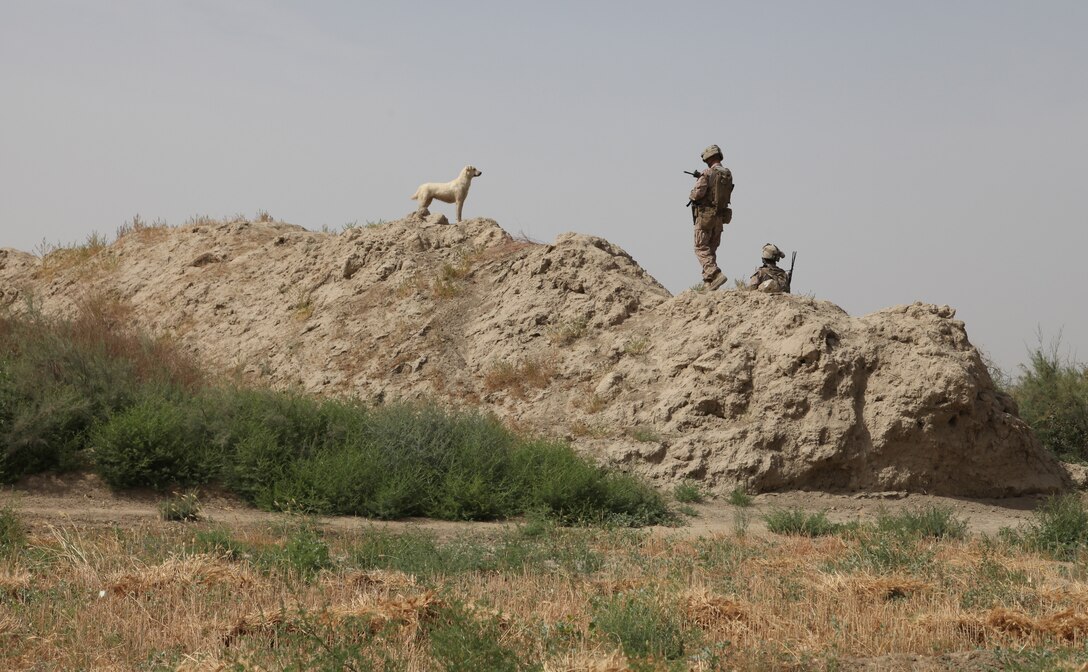 Willy Pete joins Marines from Company D, 2nd Light Armored Reconnaissance Battalion, 2nd Marine Division (Forward), as they patrol near the village.  Willy joins the Marines during day and night patrols, keeping wild dogs at bay.