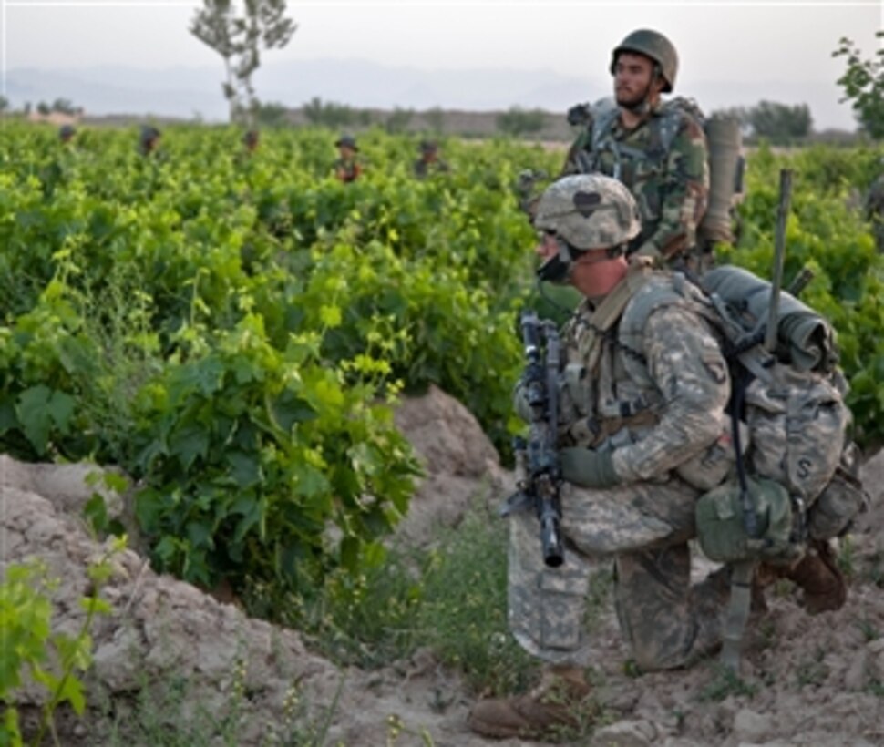 U.S. Army Spc. Joseph Wilhelm (right), with Headquarters and Headquarters Company, 2nd Battalion, 502nd Infantry Regiment, 101st Airborne Division, patrols a grape vineyard with members of the Afghan National Army during Operation Mountain Cougar, in Char Shaka, Kandahar province, Afghanistan, on April 28, 2011. Operation Mountain Cougar is intended to disrupt and reduce Taliban activity.  