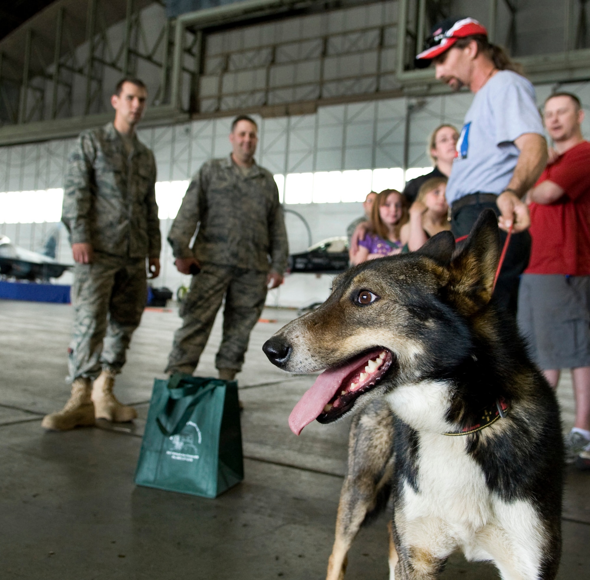 Amp, a sled dog, pants to keep himself cool while Lance Mackey educates Airmen about the different types of harsh conditions in Alaska during the annual summer safety fair May 26, 2011, Eielson Air Force Base, Alaska. The fair provided Eielson personnel a one stop venue of helpful tips, tricks, safety equipment and gear to safely enjoy Alaska?s great outdoors. Mr. Mackey is a four-time Yukon Quest and Iditarod Champion. (U.S. Air Force photo/Airman 1st Class Laura Goodgame) 
