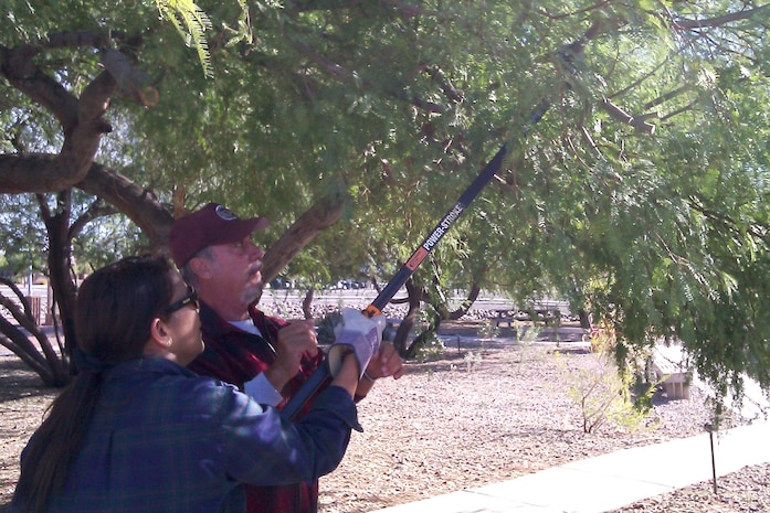 Shimi Mathew and Robert Ostrea, 99th Civil Engineer Squadron Environmental Section members, prune one of the trees Oct. 27, 2011, at the Maj. Gen. Billy McCoy Environmental Grove on Nellis Air Force Base, Nev.  The grove was part of the initial trend in the Las Vegas area to incorporate desert landscape with the intention to conserve energy and water resources. (Courtesy photo)