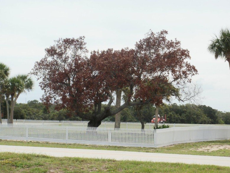 Redbay tree infected with Laurel Wilt disease in the Cape Road
Cemetery, in the median of South Phillips Parkway, South of the
Morrell Operations Center, Cape Canaveral Air Force Station.