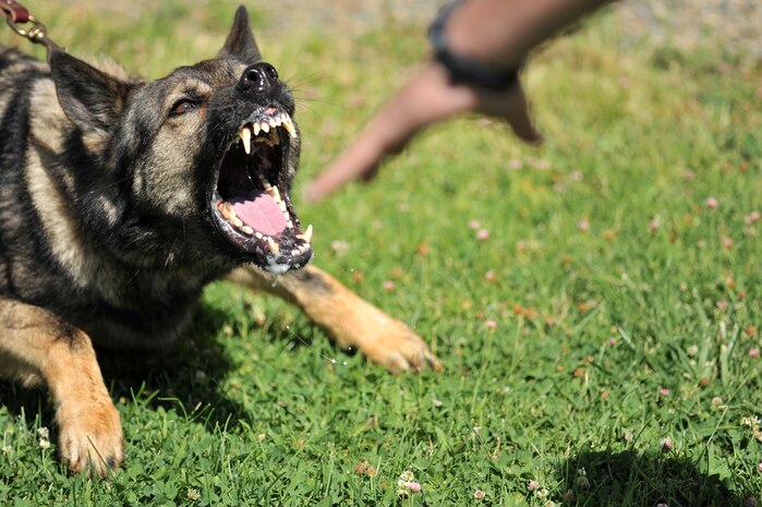 Edy, 9th Security Forces Squadron (SFS) military working dog, reacts to taunting from U.S. Air Force Staff Sgt. Bryan Bowermaster, 9th SFS military working dog handler, at Beale AFB, Calif., Aug. 29, 2011. The provoked reaction is part of an exercise to build civil and prey drive-aggression. (U.S. Air Force photo by Robert Scott)