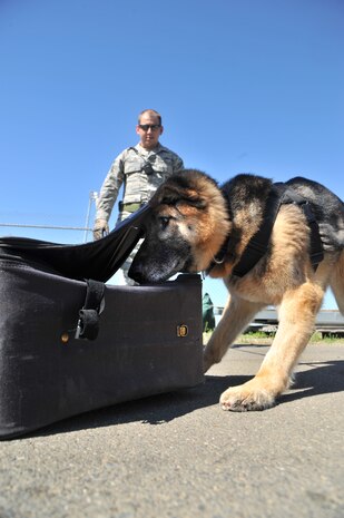 U. S. Air Force Senior Airman Andrew Van Arb, 9th Security Forces Squadron military working dog handler, directs his detection dog, Rex, to sniff suit cases during a detection exercise Aug. 29, 2011. Dogs are trained to detect substances ranging from drugs or explosives to assist security forces officers. (U.S. Air Force photo by Robert Scott)