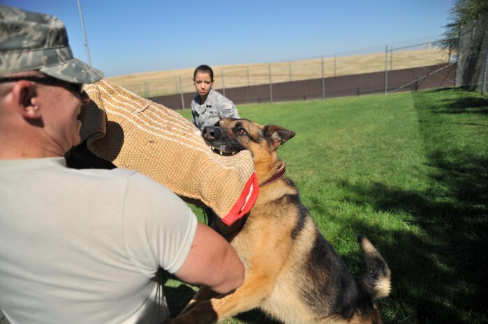 U.S. Air Force Senior Airman Julie Gibbs, center, 9th Security Forces Squadron (SFS) military working dog handler, releases Kanto, 9th SFS military working dog, to attack U.S. Air Force Staff Sgt. Bryan Bowermaster, left, 9th SFS working dog handler at Beale AFB. Handlers wear special equipment to protect their bodies during training. (U.S. Air Force photo by Robert Scott)