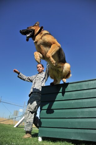 U. S. Air Force Senior Airman Julie Gibbs, 9th Security Forces Squadron military working dog handler, directs her military working dog, Kanto, over a hurdle at the obedience course at Beale AFB, Calif., Aug. 29, 2011. The course helps the dogs stay proficient on their physical training and agility skill. (U.S. Air Force photo by Robert Scott)