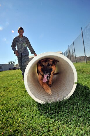 U. S. Air Force Senior Airman Julie Gibbs, 9th Security Forces Squadron military working dog (MWD) handler, directs her military working dog, Kanto, through a tube at the Beale, AFB, Calif. obedience course Aug. 29, 2011. The 9th SFS has eight military working dog and 12 handlers that use the facilities. (u. S. Air Force photo by Robert Scott)
