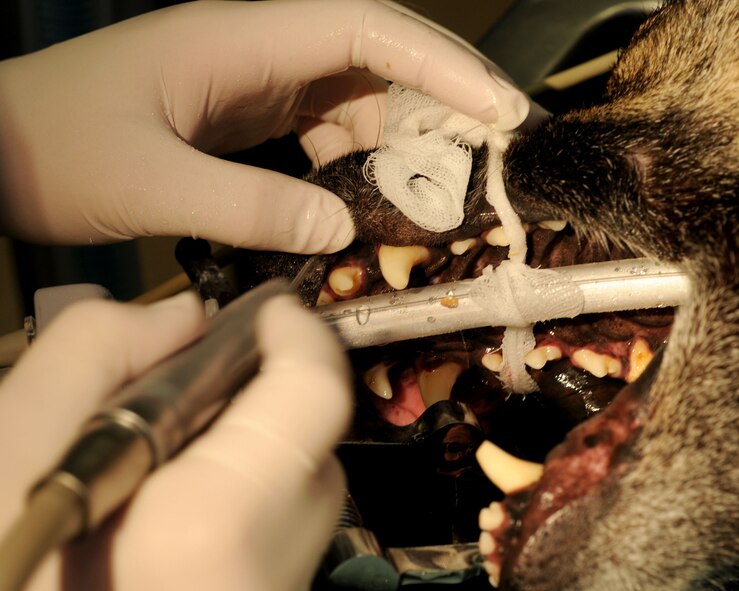 Oxygen is supplied through a tube to Klara, U.S. Air Force 9th Security Forces Squadron military working dog, during a teeth cleaning July 21, 2011, at Beale AFB, Calif. Veterinarians supply oxygen to the dogs during dental procedures to ensure their lungs don't collapse. (U.S. Air Force photos by Senior Airman Sandra Healy/Released)