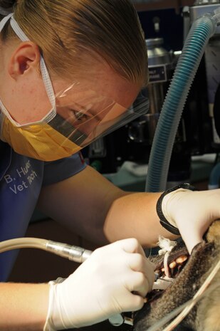 U.S. Army Private Brittany Huber, veterinary technician, performs a routine teeth cleaning on Klara, U.S. Air Force 9th Security Forces Squadron military working dog. Huber said it is important to clean dogs teeth otherwise bacteria and gum disease can develop, which can cause heart disease. In addition, it is important to keep the dog's main weapon in top shape. (U.S. Air Force photos by Senior Airman Sandra Healy/Released)