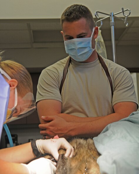 U.S. Air Force Senior Airman John Cooper, 9th Security Forces Squadron military working dog handler, watches as his dog, Klara, gets her teeth cleaned July 21, 2011, at the Beale AFB, Calif.,  Veterinary Clinic. Klara will soon retire from active duty and be adopted by Cooper. (U.S. Air Force photos by Senior Airman Sandra Healy/Released)