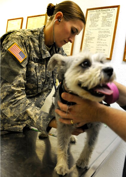 MINOT AIR FORCE BASE, N.D. -- U.S. Army Capt. Morgan Mander, Veterinary Treatment Facility officer in charge, checks the heart rate of Zoe, a Schnauzer patient Nov. 7. Zoe received a general checkup and had her vaccinations completed. (U.S. Air Force Photo/Airman 1st Class Stephanie Ashley)