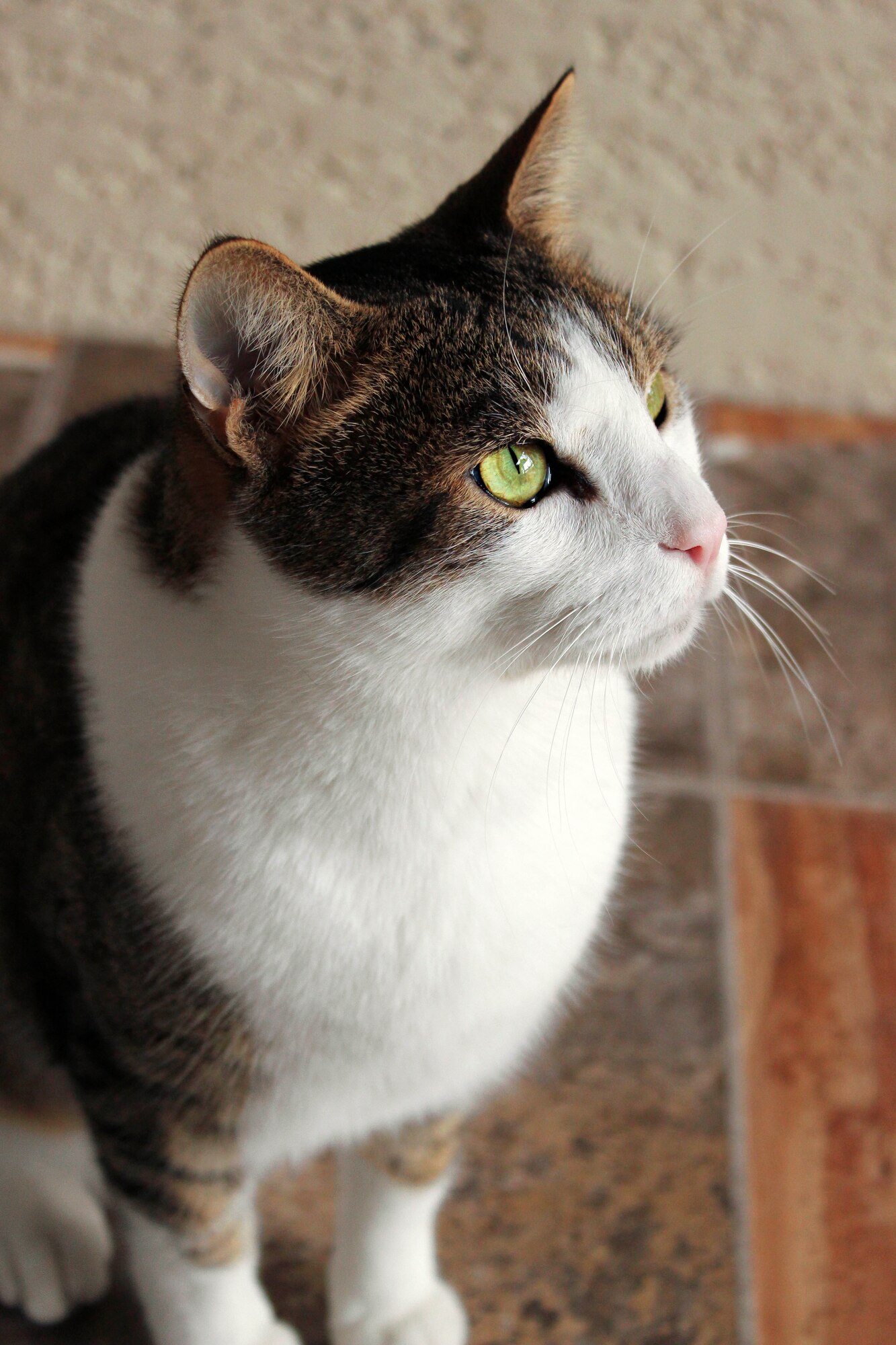 Bumblebean, a stray cat, has been given a second chance at life thanks to the kindness of Pet Welfare volunteers. The no-kill shelter, located on Eglin Air Force Base, operates only on volunteer efforts and donations. Photo by Christina Beebe.
