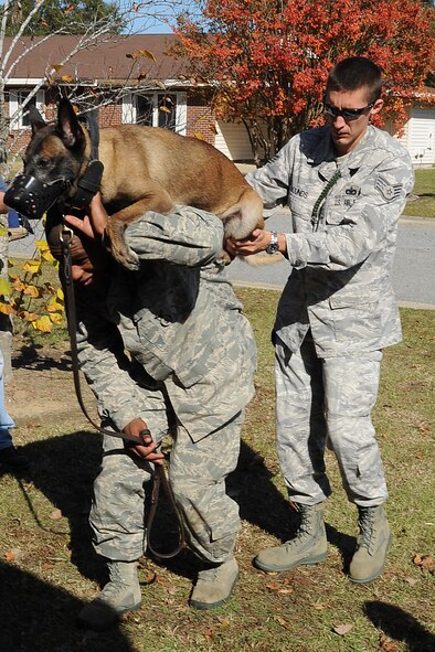 Staff Sgt. Andrew Rounds helps Staff Sgt. Franklin Walton stand up during training on Seymour Johnson Air Force Base, N.C., Nov. 9, 2011. Walton learns how to walk with Rudo, a military working dog, on his back in case they need to climb a ladder. Rounds and Walton are both 4th Security Forces Squadron military working dog handlers. Rounds is a native of Oakland, Md. and Walton hails from Cleveland. (U.S. Air Force photo by Senior Airman Whitney Stanfield)