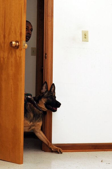 Staff Sgt. Bryant Patterson and military working dog Bertha search a room during suspect search training on Seymour Johnson Air Force Base, N.C., Nov. 9, 2011. Each 4th Security Forces Squadron (SFS) military working dog handler is assigned their own military working dog to work with for better interaction between the trainer and canine. Patterson is a 4 SFS military working dog handler and a native of Elizabeth City, N.C.  (U.S. Air Force photo by Senior Airman Whitney Stanfield)