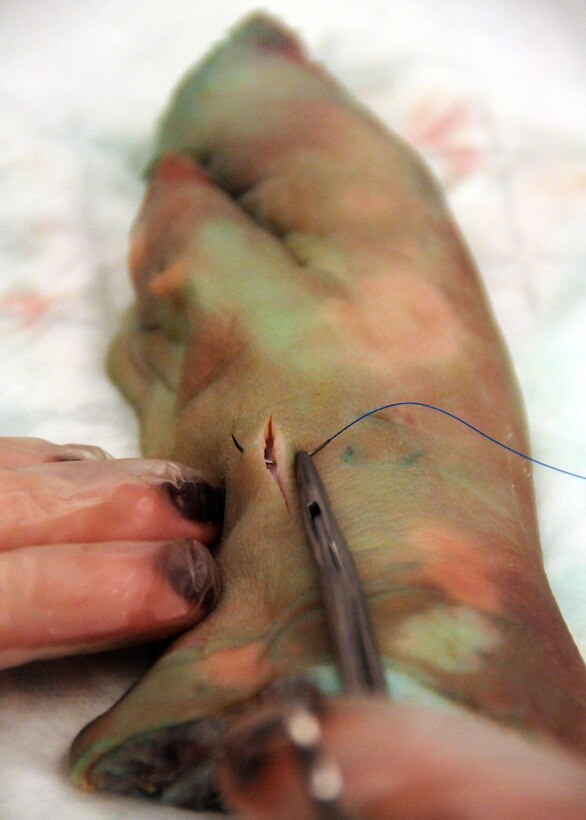 An Airman starts a stitch for a simple suture on a pig’s foot laceration at Duke Field, Fla., Nov. 6.  The 919th Medical Squadron conducted training on simple- interrupted sutures and mattress sutures using pigs’ feet during the November unit training assembly. (U.S. Air Force photo/Tech. Sgt. Cheryl L. Foster)