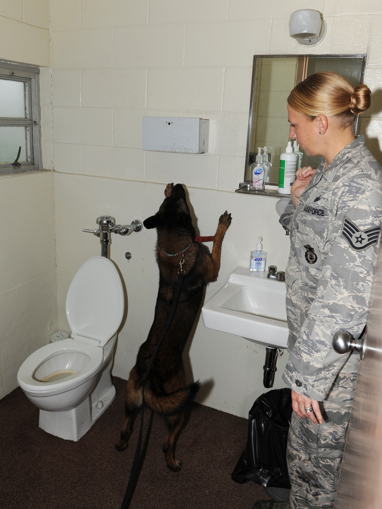 U.S. Air Force Staff Sgt. Kristen Mckay, 18th Security Forces Squadron military working dog (MWD) handler, watches as MWD Aiyla searches for a hidden training aid at the Keystone Theater on Kadena Air Base, Japan, Nov. 9, 2011. During the exercise the MWDs were trained on odor recognition by searching for hidden training aids. (U.S. Air Force photo/Junko Kinjo/released)