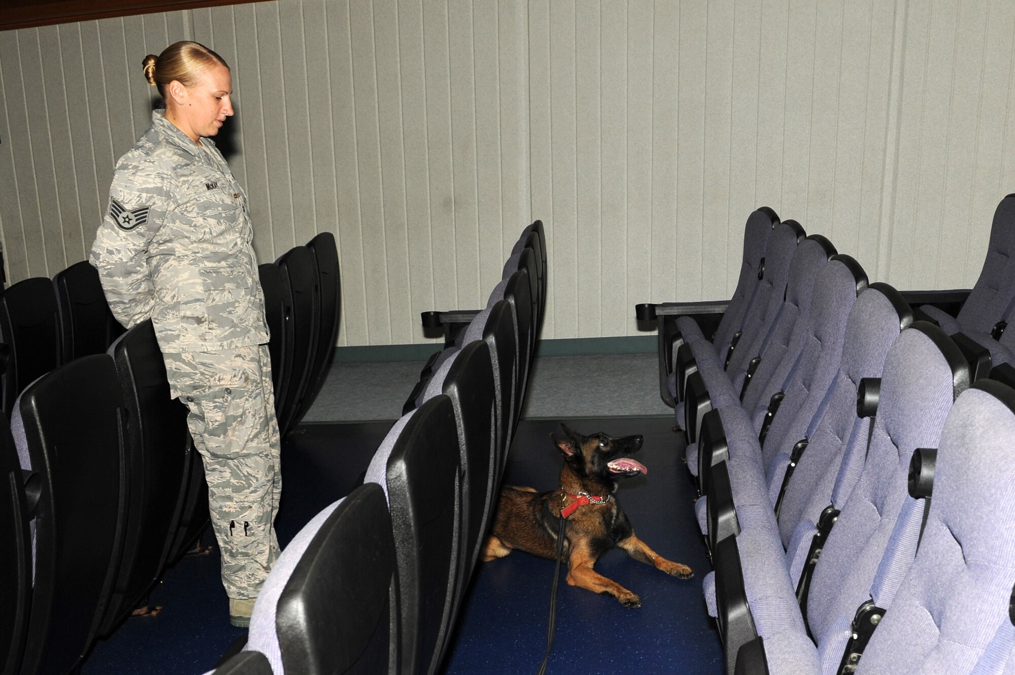 U.S. Air Force Staff Sgt. Kristen Mckay, 18th Security Forces Squadron military working dog (MWD) handler, watches as MWD Aiyla responds after finding a training aid at the Keystone Theater on Kadena Air Base, Japan, Nov. 9, 2011. During the exercise the MWDs were trained on odor recognition by searching for hidden training aids. (U.S. Air Force photo/Junko Kinjo/released)
