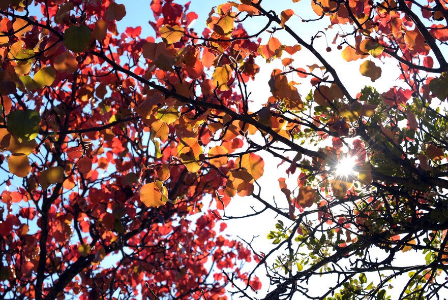 Shaw Air Force Base trees begin to change to their autumn colors. (U.S. Air Force photo by Airman 1st Class Tabatha Duarte/Released)